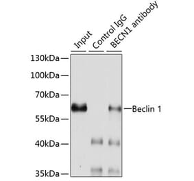 Western Blot - Anti-Beclin 1 Antibody (A15661) - Antibodies.com