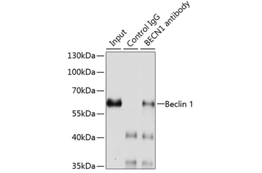 Western Blot - Anti-Beclin 1 Antibody (A15661) - Antibodies.com