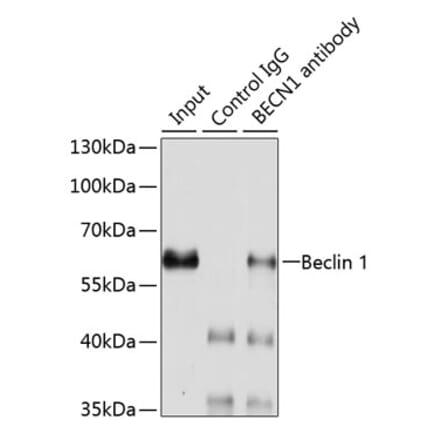 Western Blot - Anti-Beclin 1 Antibody (A15661) - Antibodies.com
