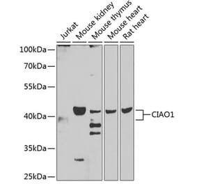 Western Blot - Anti-CIAO1 Antibody (A15662) - Antibodies.com