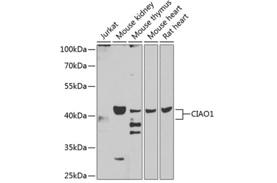 Western Blot - Anti-CIAO1 Antibody (A15662) - Antibodies.com