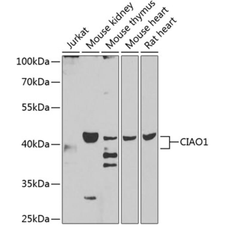 Western Blot - Anti-CIAO1 Antibody (A15662) - Antibodies.com