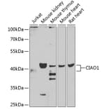 Western Blot - Anti-CIAO1 Antibody (A15662) - Antibodies.com
