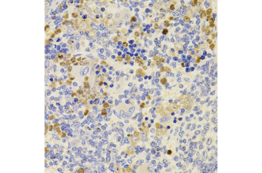 Immunohistochemistry - Anti-PRDM5 Antibody (A15663) - Antibodies.com
