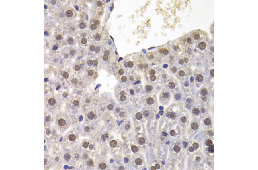 Immunohistochemistry - Anti-PRDM5 Antibody (A15663) - Antibodies.com
