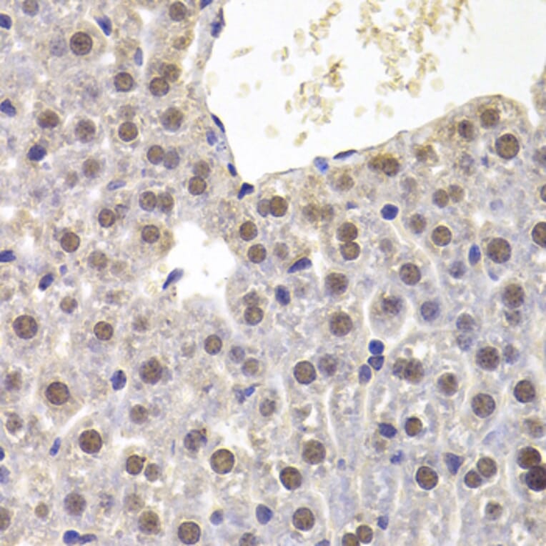 Immunohistochemistry - Anti-PRDM5 Antibody (A15663) - Antibodies.com