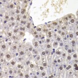 Immunohistochemistry - Anti-PRDM5 Antibody (A15663) - Antibodies.com