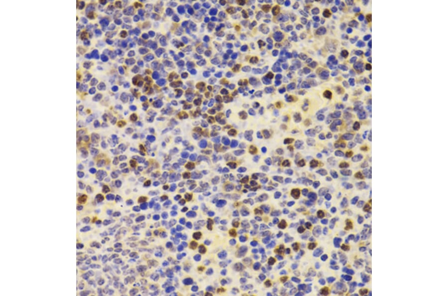 Immunohistochemistry - Anti-PRDM5 Antibody (A15663) - Antibodies.com