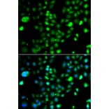 Immunofluorescence - Anti-PRDM5 Antibody (A15663) - Antibodies.com