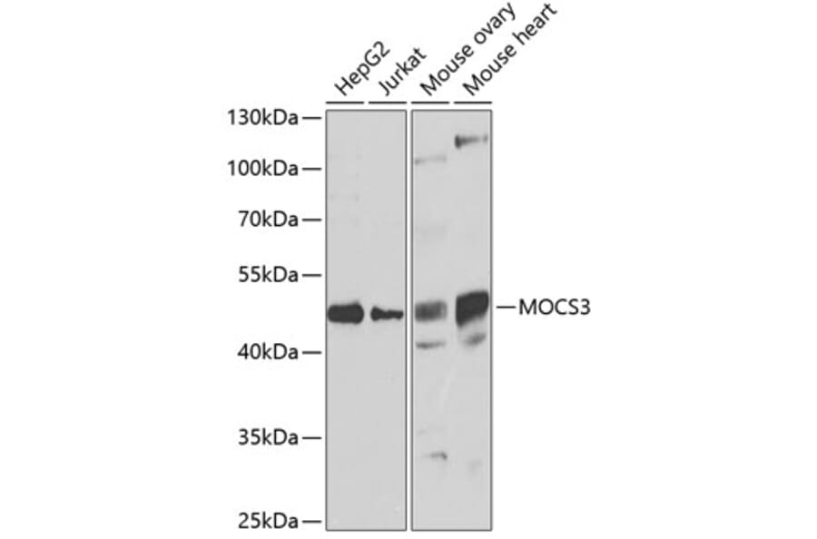 Western Blot - Anti-MOCS3 Antibody (A15666) - Antibodies.com