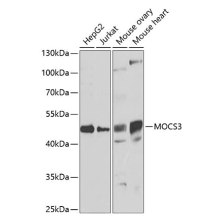 Western Blot - Anti-MOCS3 Antibody (A15666) - Antibodies.com