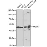 Western Blot - Anti-MOCS3 Antibody (A15666) - Antibodies.com
