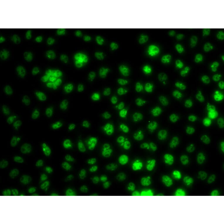 Immunofluorescence - Anti-UBC3B Antibody (A15667) - Antibodies.com