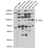 Western Blot - Anti-IWS1 Antibody (A7375) - Antibodies.com