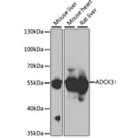 Western Blot - Anti-ADCK3 Antibody (A7378) - Antibodies.com