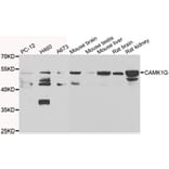 Western Blot - Anti-CAMK1G Antibody (A7379) - Antibodies.com