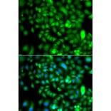 Immunofluorescence - Anti-CSRP2BP Antibody (A15672) - Antibodies.com