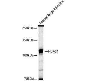 Western Blot - Anti-NLRC4 Antibody (A15673) - Antibodies.com