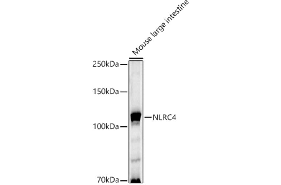 Western Blot - Anti-NLRC4 Antibody (A15673) - Antibodies.com