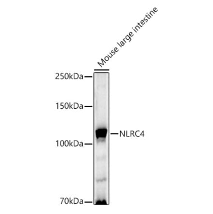 Western Blot - Anti-NLRC4 Antibody (A15673) - Antibodies.com