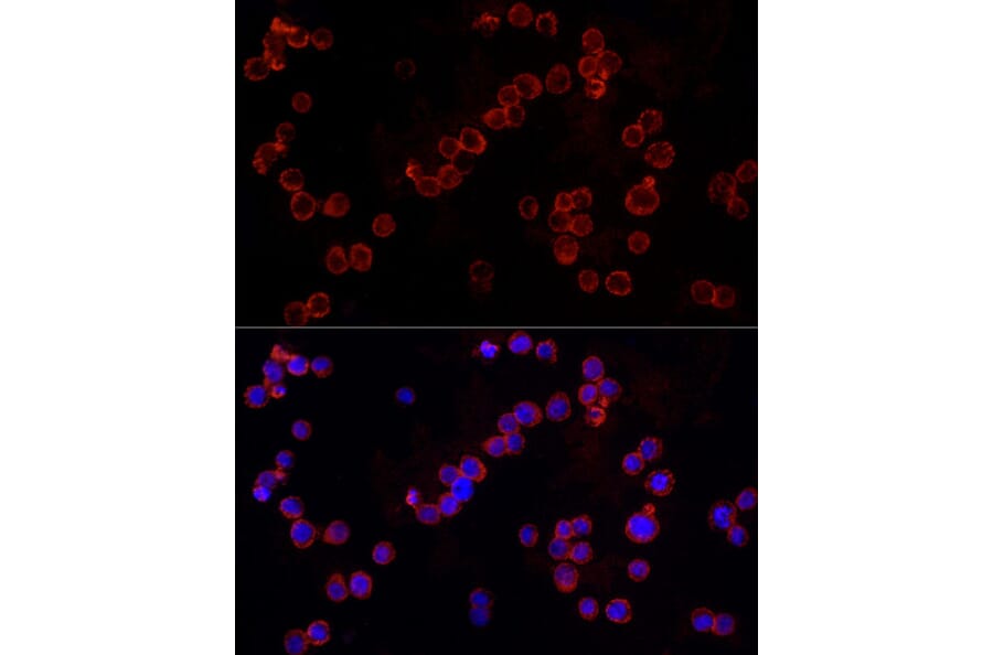 Immunofluorescence - Anti-NLRC4 Antibody (A15673) - Antibodies.com
