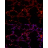 Immunofluorescence - Anti-NLRC4 Antibody (A15673) - Antibodies.com