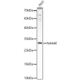 Western Blot - Anti-PATT1 Antibody (A15675) - Antibodies.com