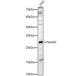Western Blot - Anti-FLJ14154 Antibody (A15676) - Antibodies.com