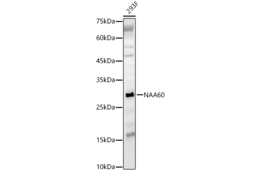 Western Blot - Anti-FLJ14154 Antibody (A15676) - Antibodies.com