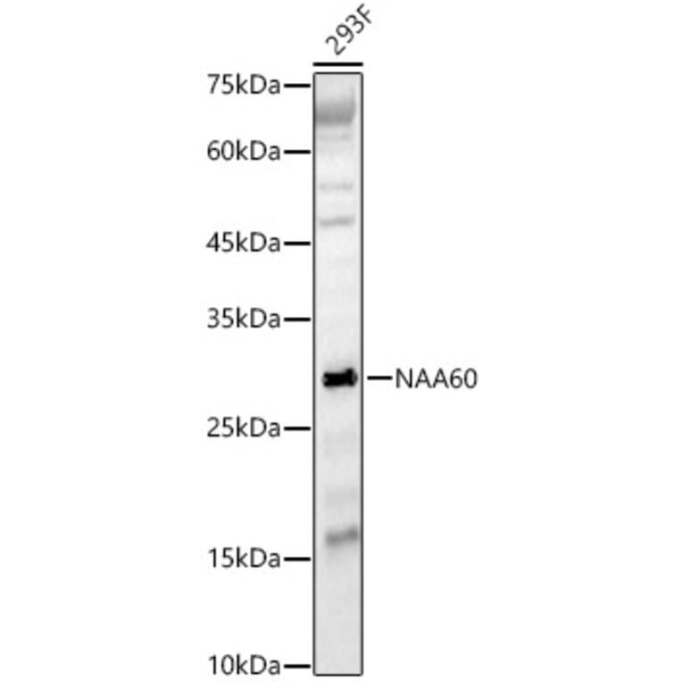 Western Blot - Anti-FLJ14154 Antibody (A15676) - Antibodies.com