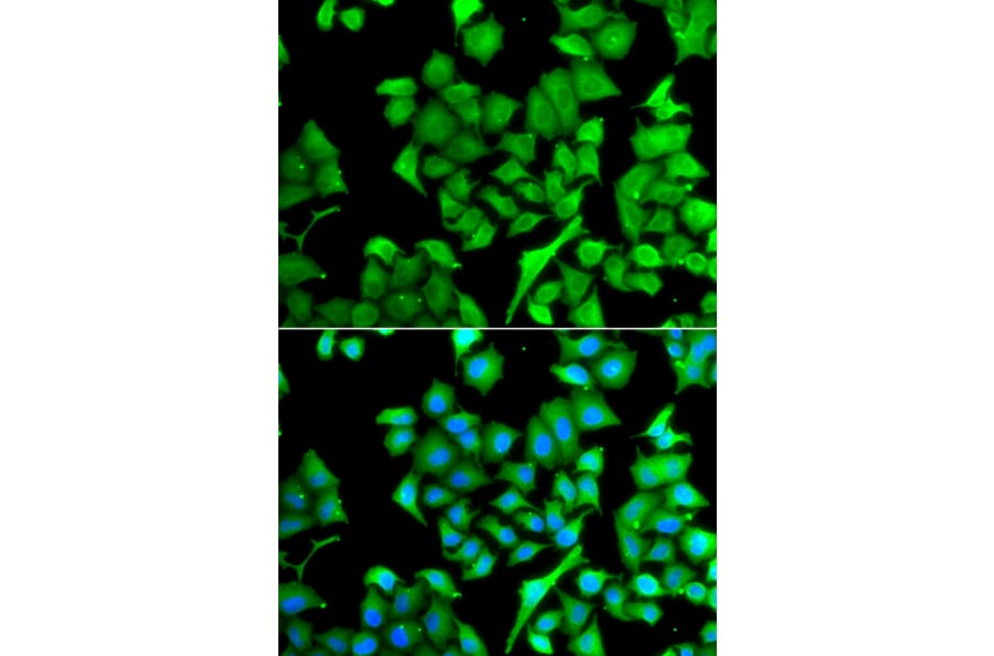 Immunofluorescence - Anti-NAT13 Antibody (A15677) - Antibodies.com