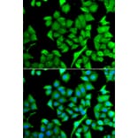 Immunofluorescence - Anti-NAT13 Antibody (A15677) - Antibodies.com