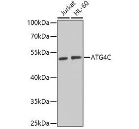 Western Blot - Anti-ATG4C Antibody (A15680) - Antibodies.com