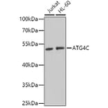 Western Blot - Anti-ATG4C Antibody (A15680) - Antibodies.com