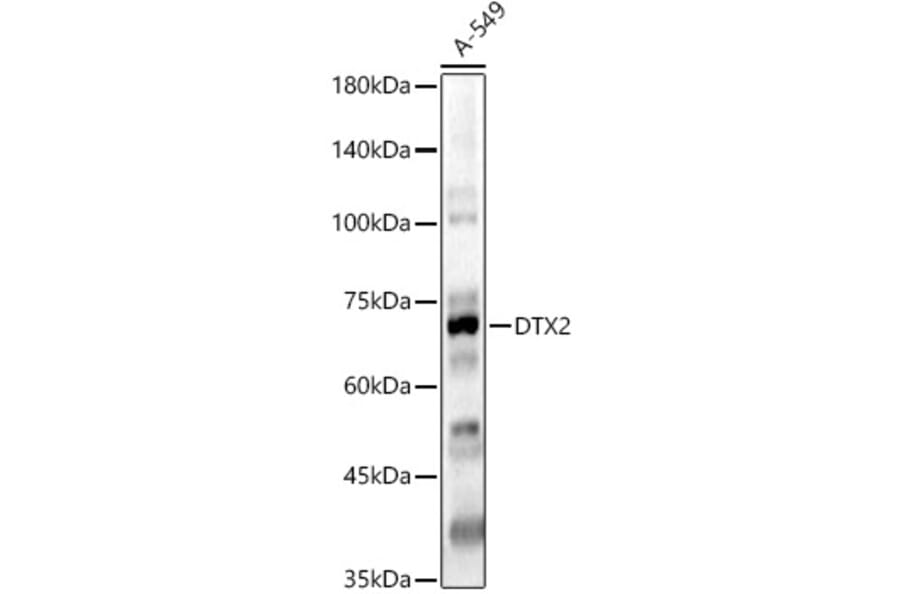 Western Blot - Anti-DTX2 Antibody (A15681) - Antibodies.com