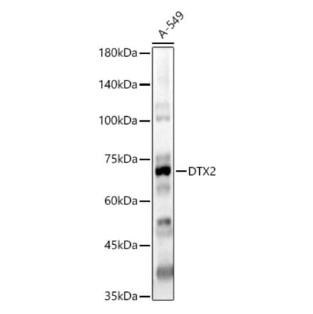 Western Blot - Anti-DTX2 Antibody (A15681) - Antibodies.com