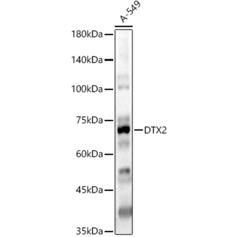 Western Blot - Anti-DTX2 Antibody (A15681) - Antibodies.com