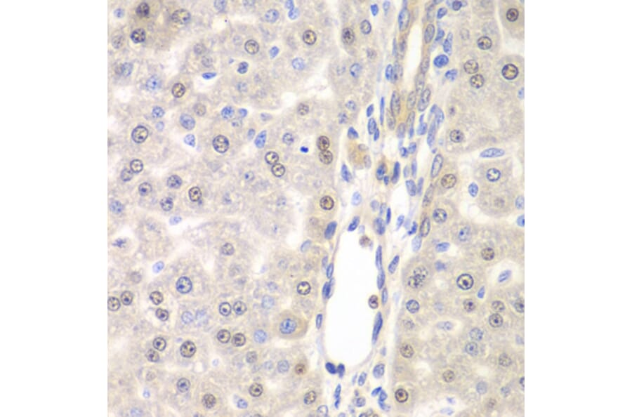 Immunohistochemistry - Anti-DTX2 Antibody (A15681) - Antibodies.com