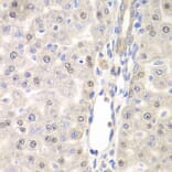 Immunohistochemistry - Anti-DTX2 Antibody (A15681) - Antibodies.com