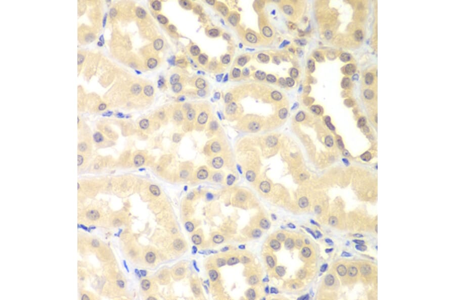 Immunohistochemistry - Anti-DTX2 Antibody (A15681) - Antibodies.com