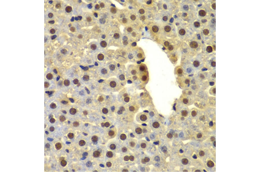 Immunohistochemistry - Anti-DTX2 Antibody (A15681) - Antibodies.com