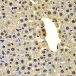 Immunohistochemistry - Anti-DTX2 Antibody (A15681) - Antibodies.com