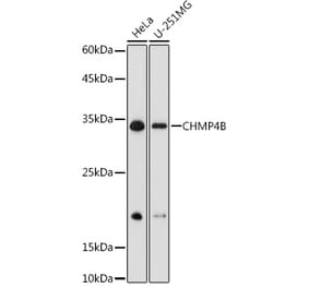 Western Blot - Anti-CHMP4B Antibody (A15682) - Antibodies.com