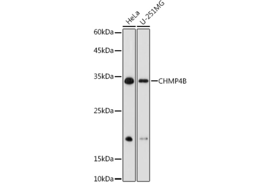 Western Blot - Anti-CHMP4B Antibody (A15682) - Antibodies.com