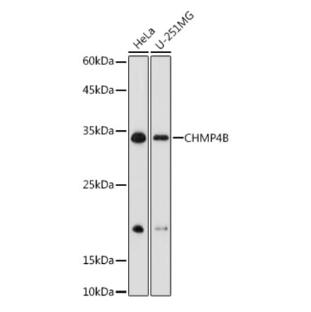 Western Blot - Anti-CHMP4B Antibody (A15682) - Antibodies.com