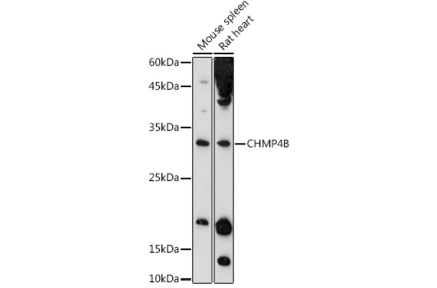 Western Blot - Anti-CHMP4B Antibody (A15682) - Antibodies.com
