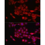 Immunofluorescence - Anti-Annexin-11/ANXA11 Antibody (A15685) - Antibodies.com