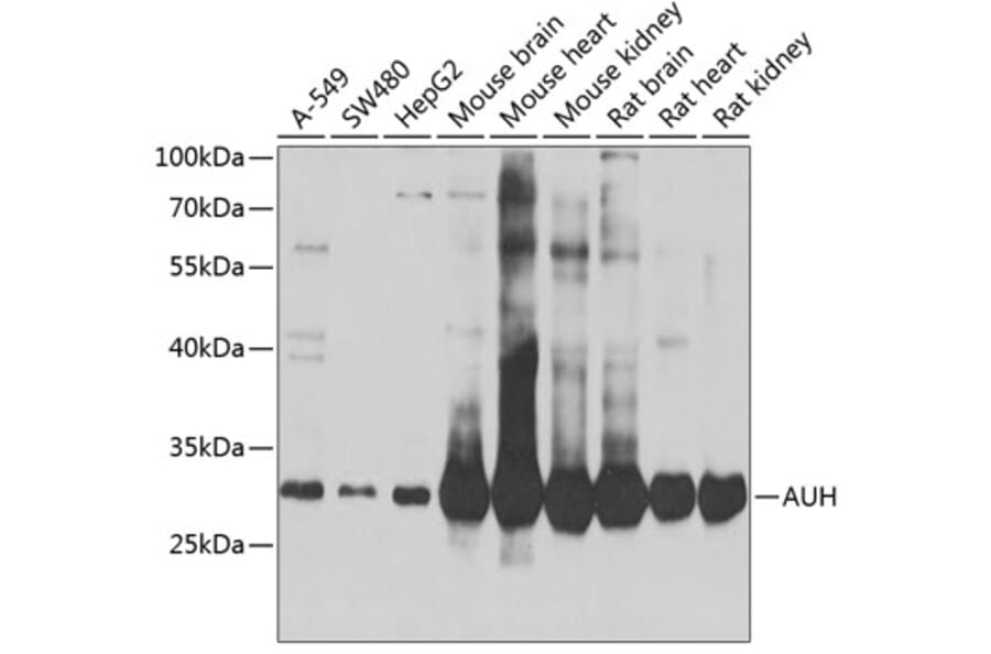 Western Blot - Anti-AUH Antibody (A15686) - Antibodies.com