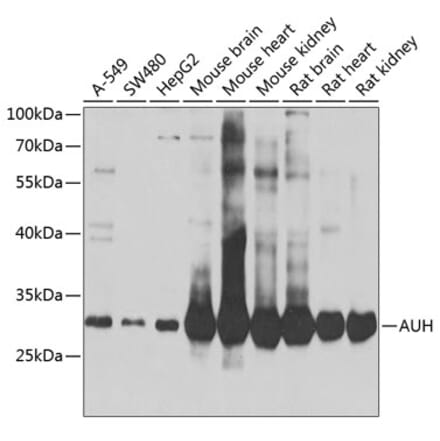 Western Blot - Anti-AUH Antibody (A15686) - Antibodies.com