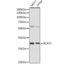Western Blot - Anti-BCAT2 Antibody (A15687) - Antibodies.com